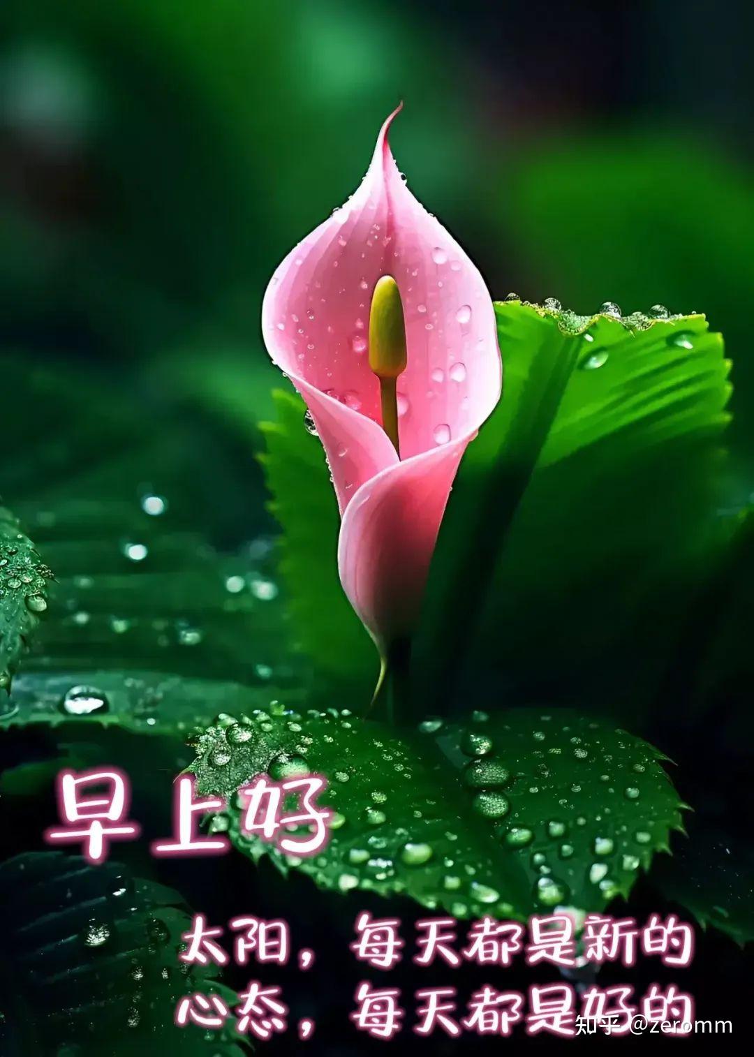 逍遥散人_逍遥散人哪个大学的_逍遥散人原名