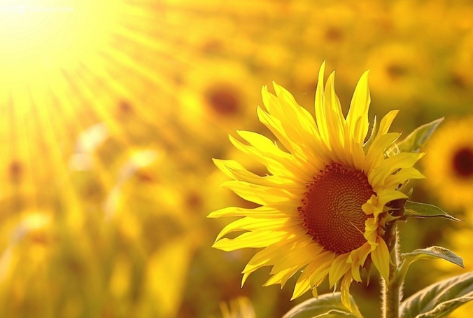 年历月历日历区别_年历月历节气表年画_7月万年历