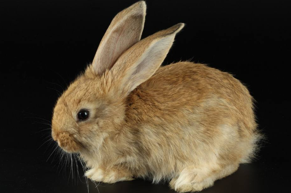 生肖是按阳历还是农历_2023是什么生肖_生肖是按照阴历还是阳历算的