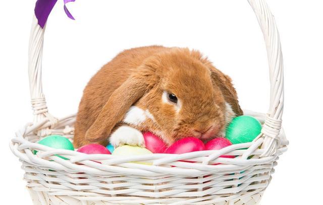 2023是什么生肖_生肖是按阳历还是农历_生肖是按照阴历还是阳历算的