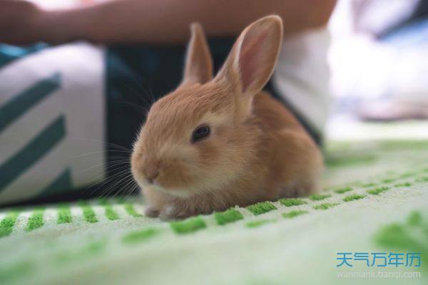 2023是什么生肖_生肖是按照阴历还是阳历算的_生肖是按阳历还是农历