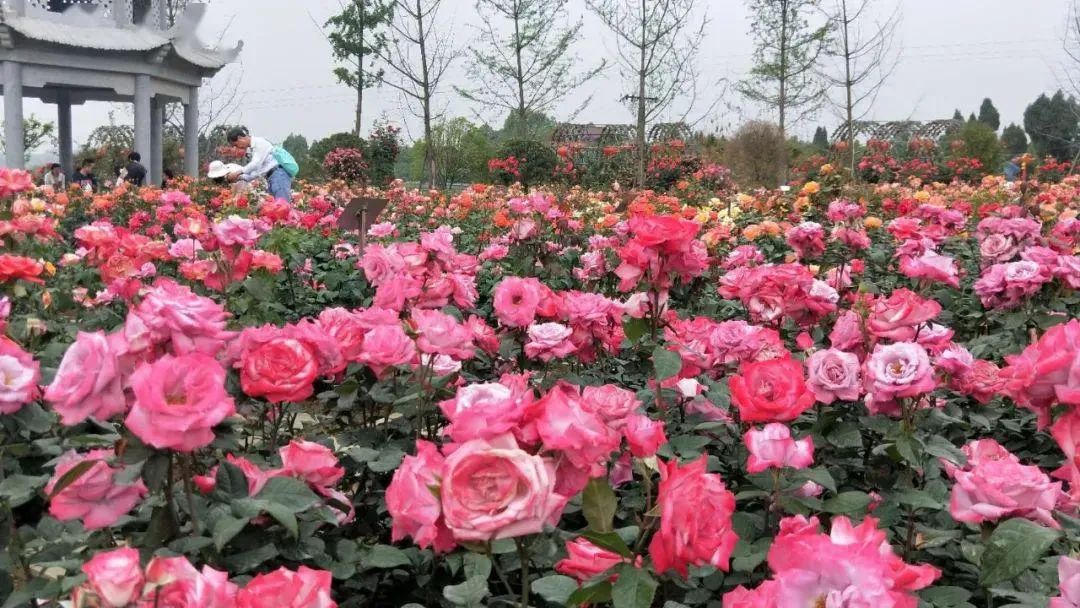 玩手机游戏用英语怎么说_R18游戏手机怎么玩_玩手机游戏的危害