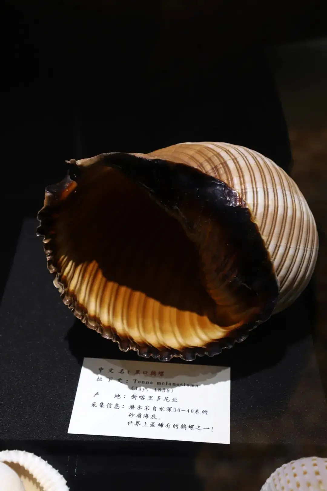 安卓手机 口工游戏_手机能玩的工口手游_安卓工口手游下载app