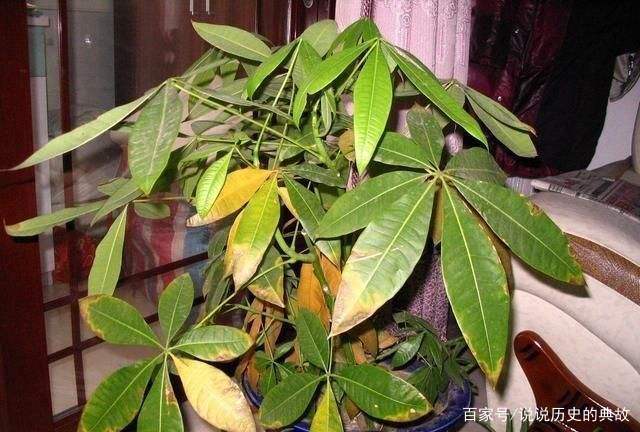 养意思是什么_养号是什么意思?_什么是养号