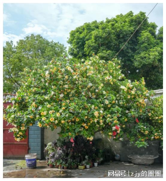 养意思是什么_什么是养号_养号是什么意思?