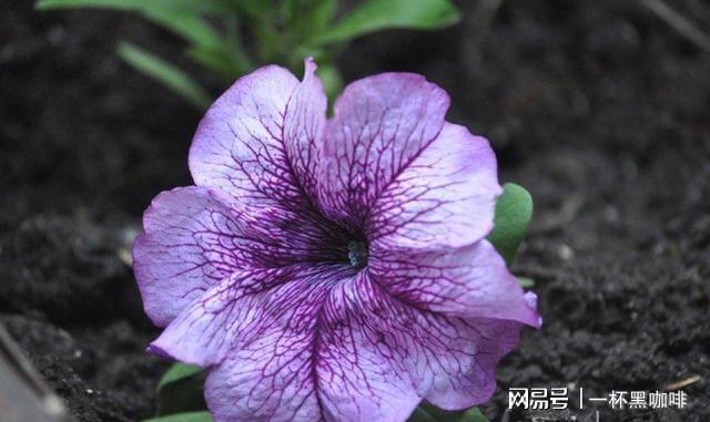 队友开了麦却听不到_开着麦队友能听到风扇声吗_打游戏开麦队友听不清手机