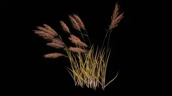 青之芦苇_芦苇青青芦花白歌曲_芦苇青青