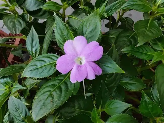 安卓哪个手机打游戏不热_最热安卓游戏_安卓热门游戏