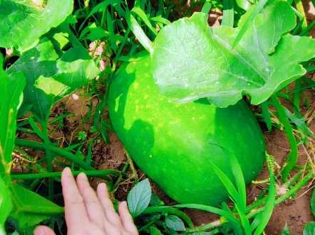 无形无声_虽然歌声无形_无形歌曲