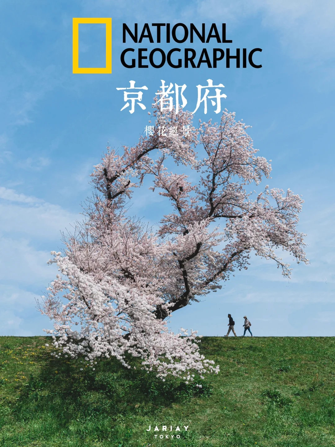 乌丸莲耶_乌丸_乌丸千岁