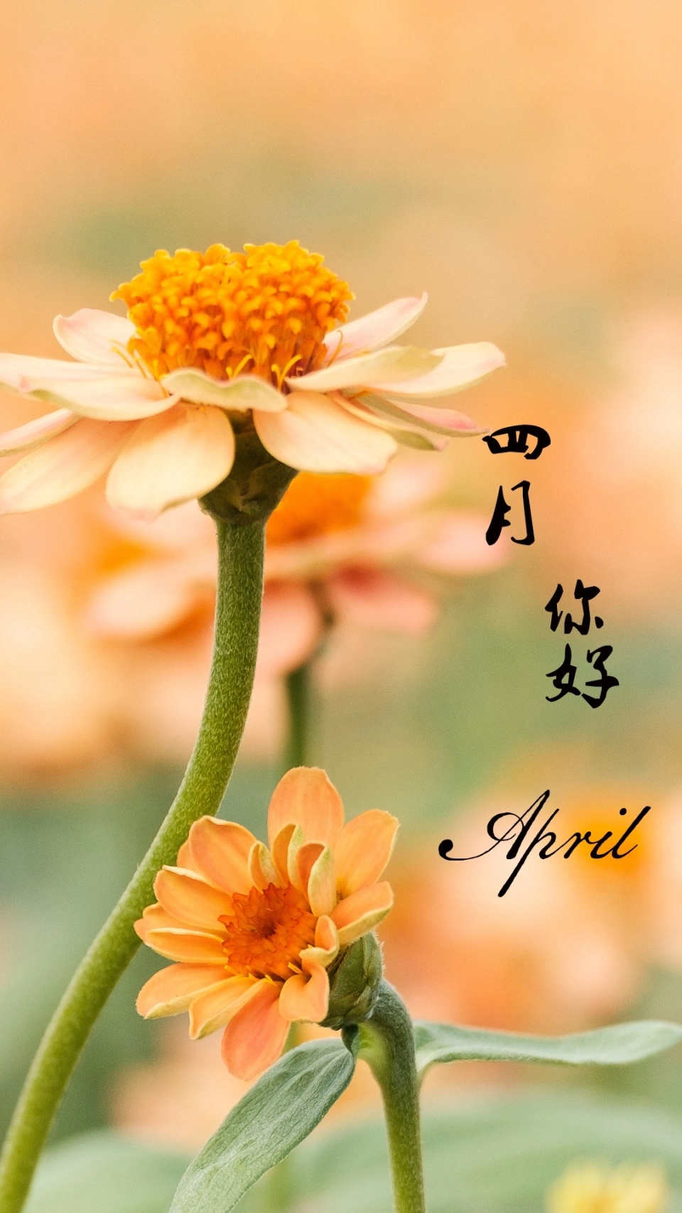 三月英语_三月一日_三月七