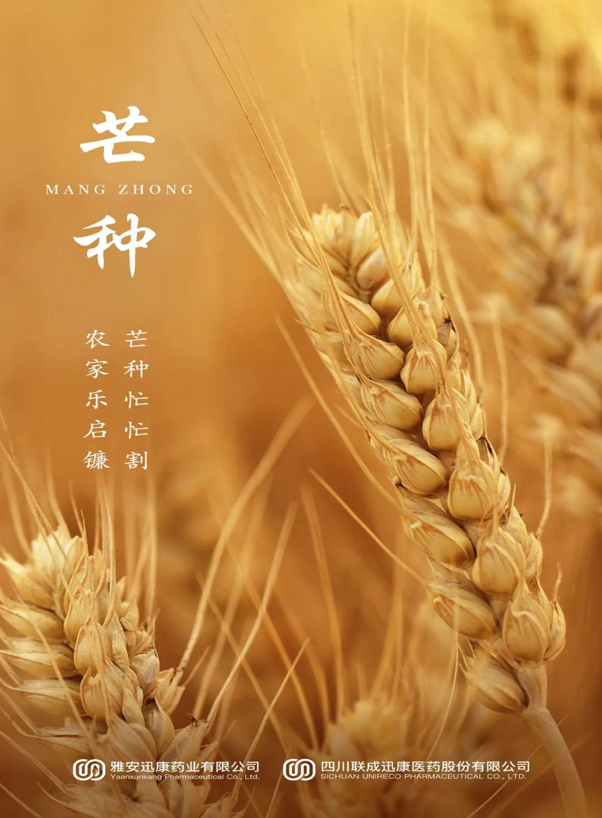 2023年芒种_1736年芒种_芒种年年乐