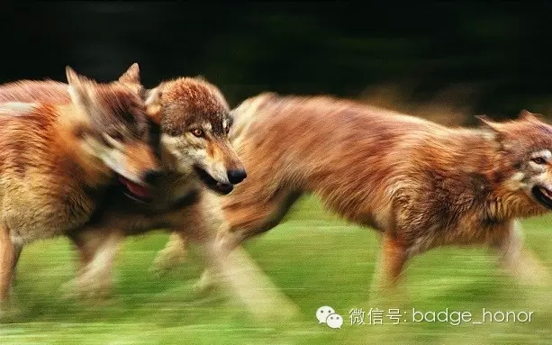 中国狼_狼中国有多少只_狼中国数量