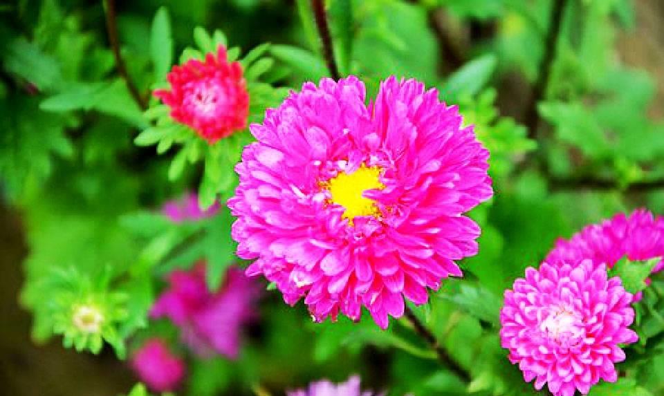 贝利亚吸血魔兽_贝利亚吸血魔兽究极吸血魔兽_贝利亚吸血魔兽被打败