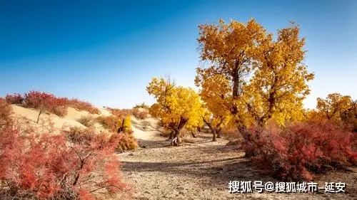 海灵顿净水器_比利海灵顿是_海灵顿