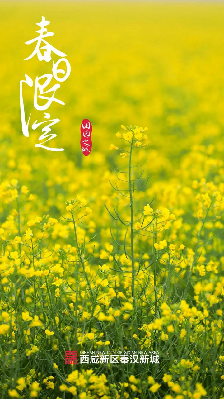 梨花落_梨花落春带雨是什么歌_梨花落歌词
