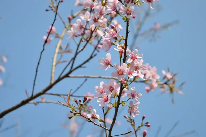 “千代田”号_千代田樱_千代田momo
