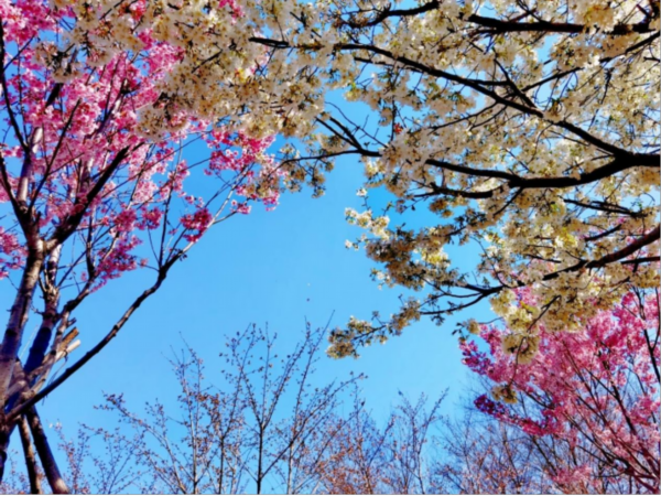 “千代田”号_千代田momo_千代田樱