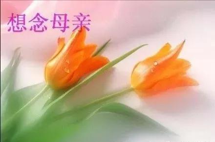 节母亲节_节母亲的作文_第几个母亲节