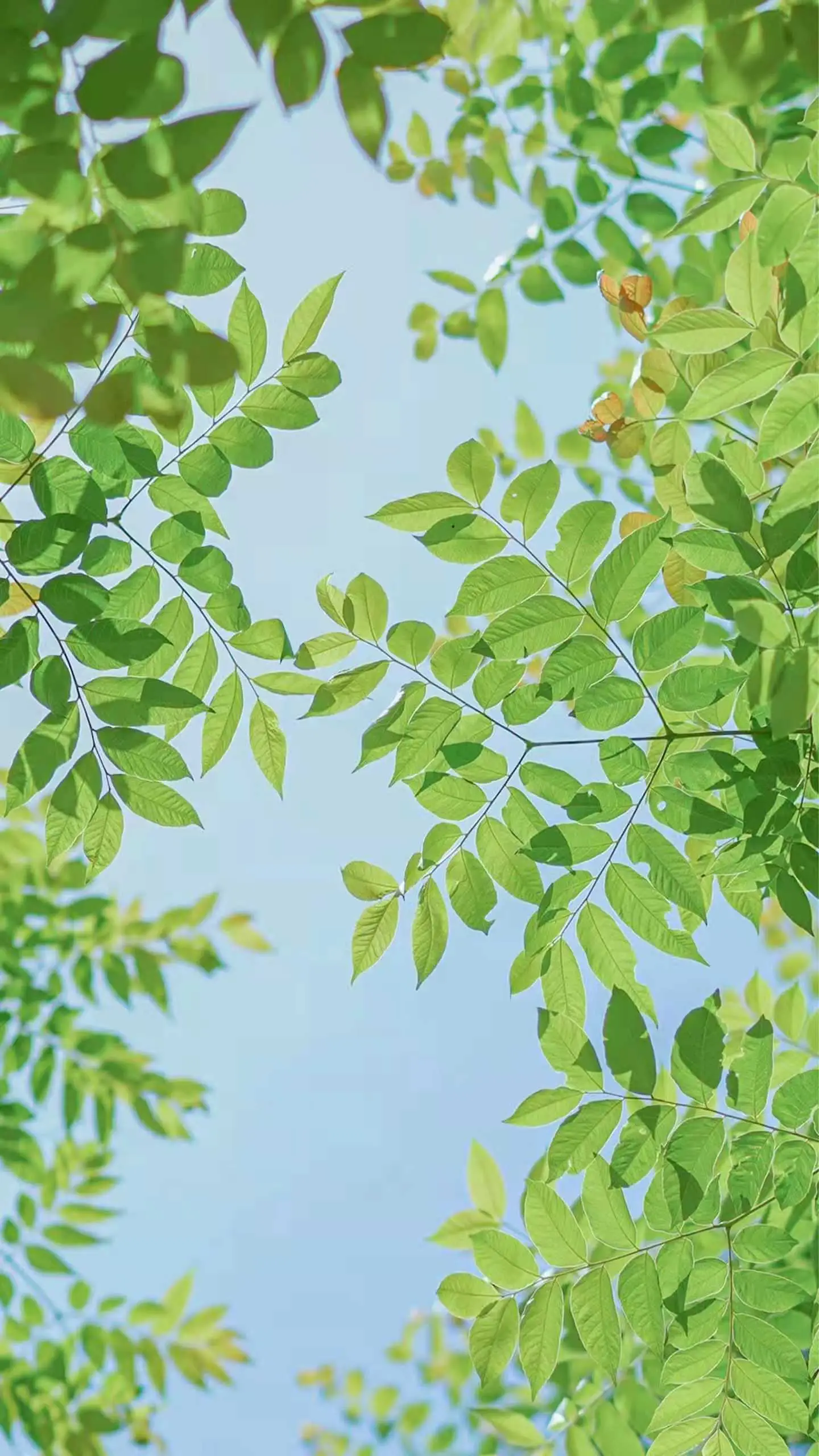 功夫同名手机游戏破解版_功夫z破解版无限钻石_功夫类游戏破解版