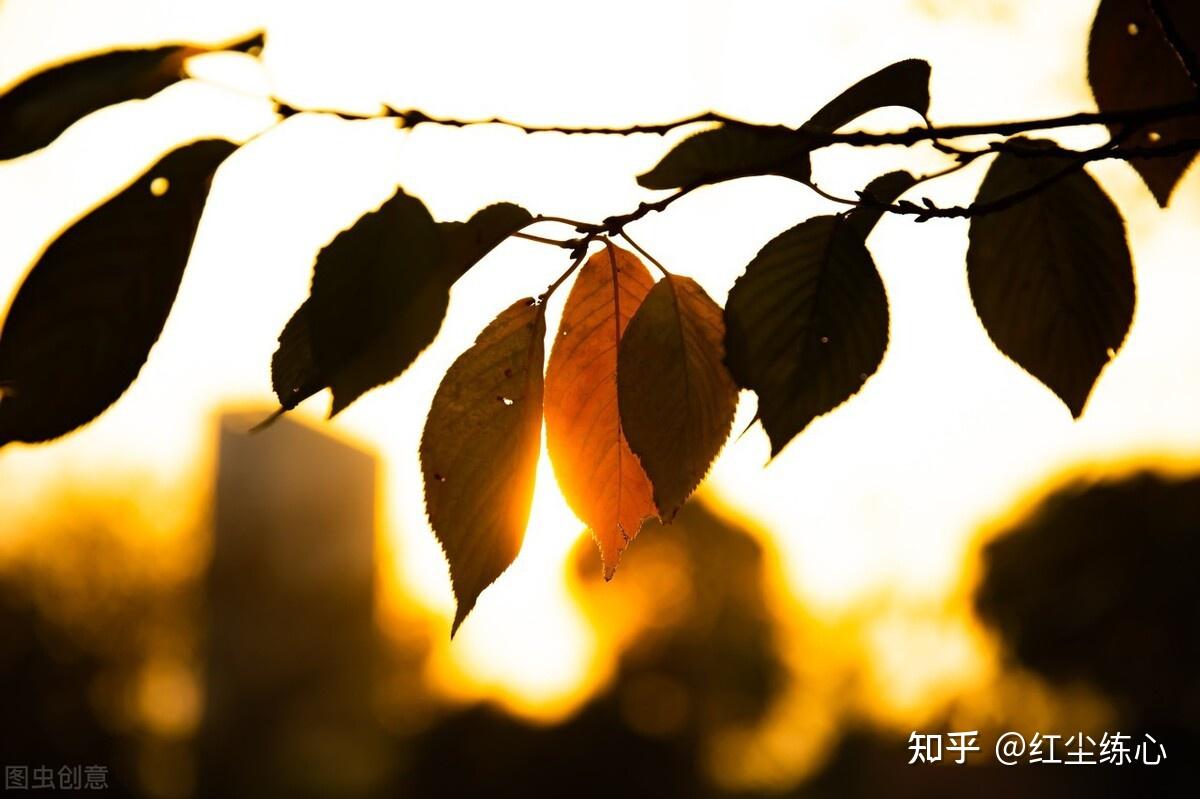 妃色是什么颜色_妃色和绯色有什么不同_妃色