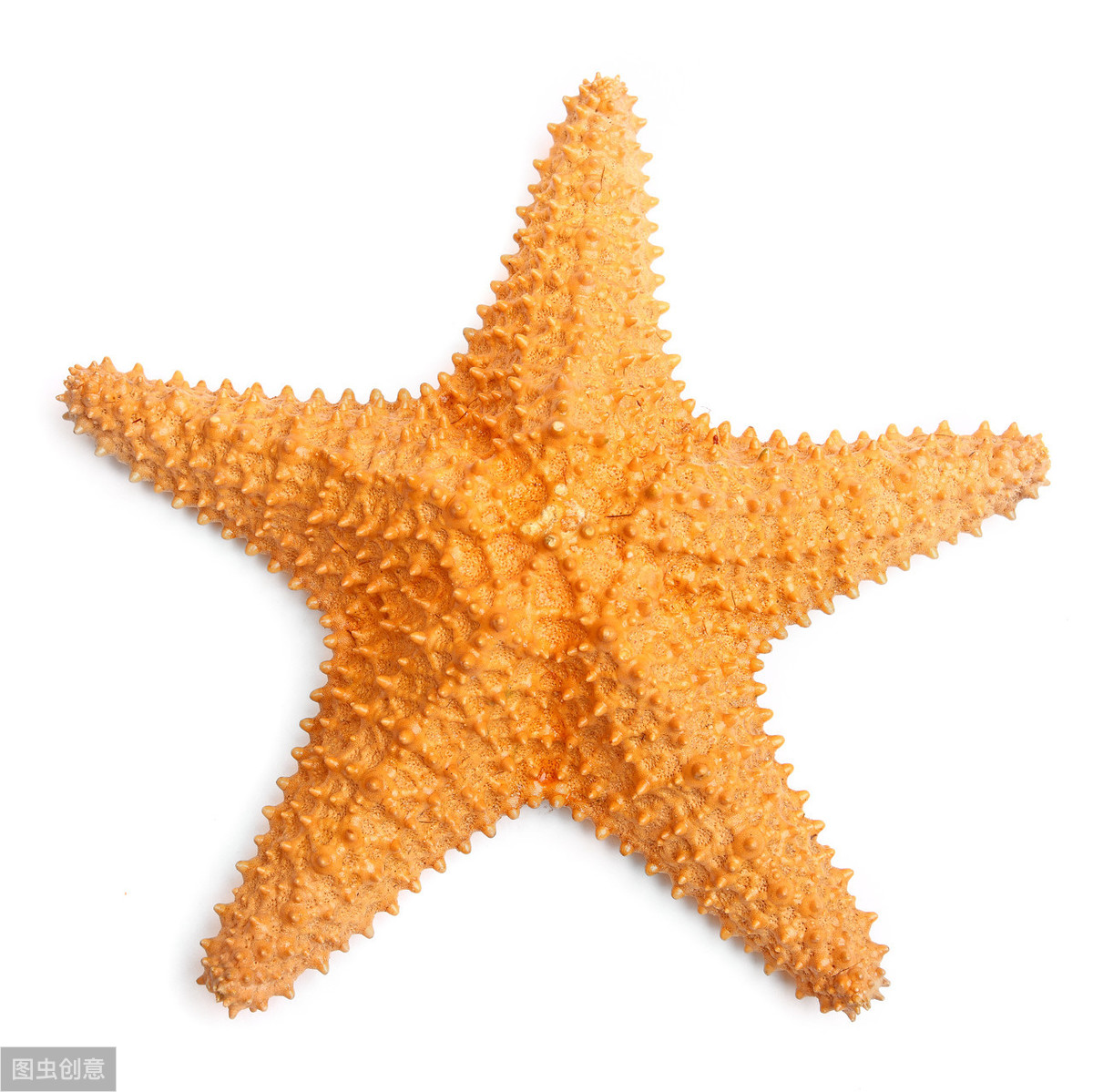 关于海星的资料_了解海星_海星资料介绍