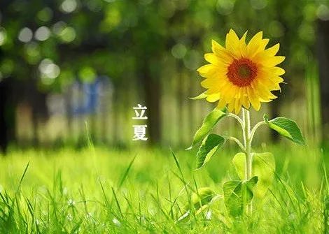 阿岚夏_阿岚姆_阿岚