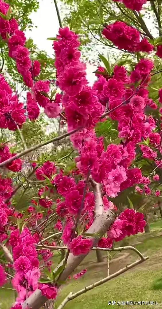 维夏_维夏之月_维夏菲尔特