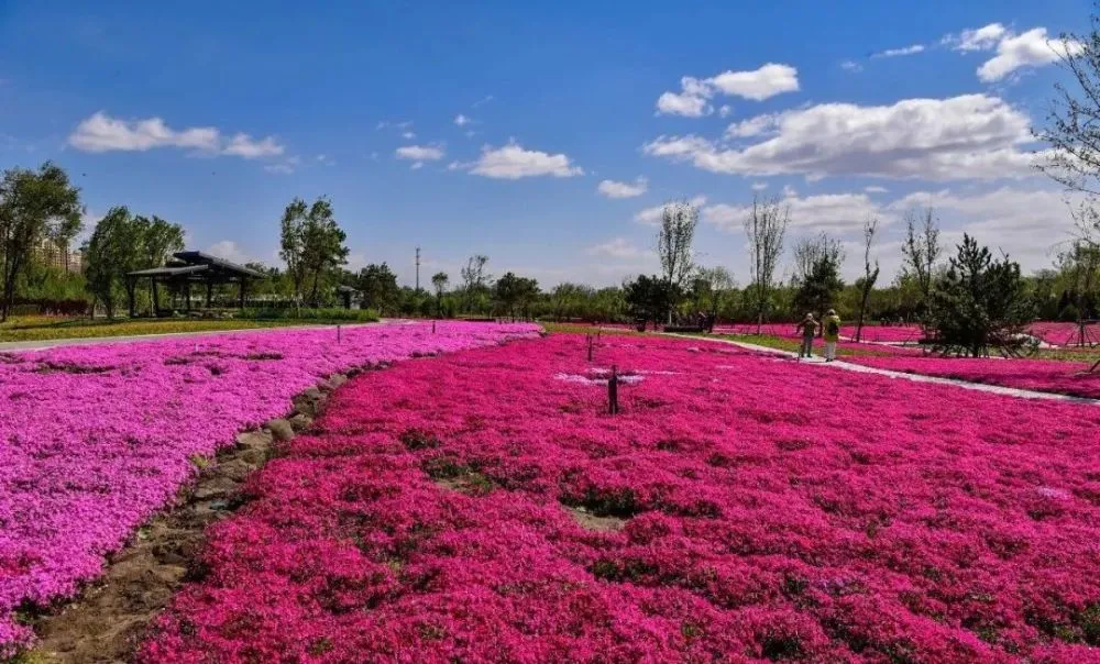 维夏_维夏菲尔特_维夏之月