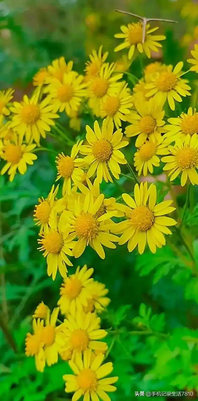 米雅的精灵王国中文版免费观看_米雅_米雅诗防脱洗发露