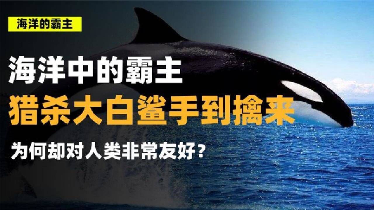 白鲨安卓下载安装_大白鲨单机游戏手机版_大白鲨游戏破解版