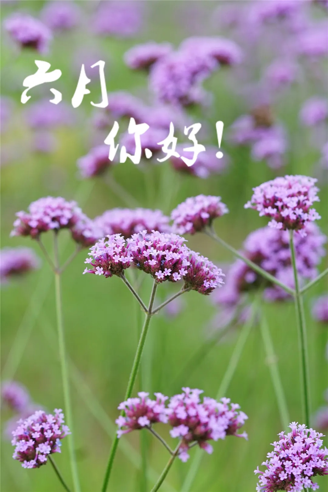 夏爱和_夏爱东_爱夏