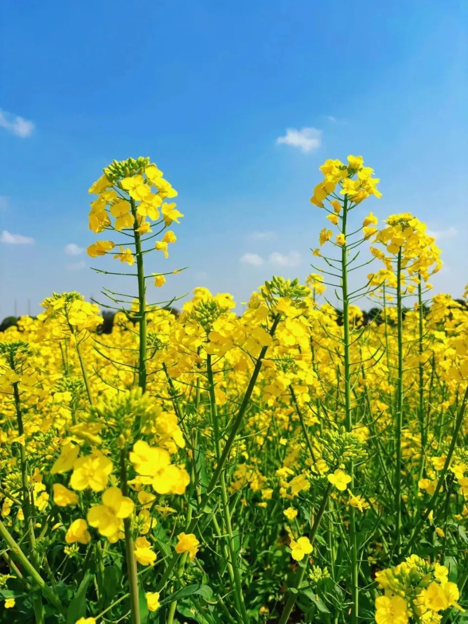 花见_见花谢的男人怎么治疗_见花则喜
