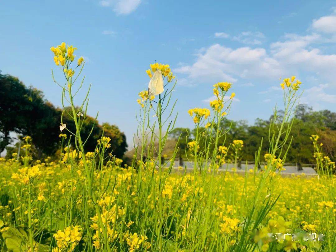 花见_见花则喜_见花谢的男人怎么治疗