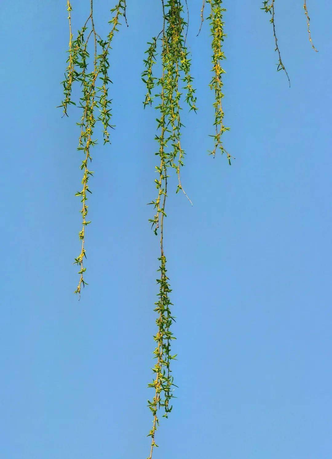 见花谢的男人怎么治疗_花见_见花则喜