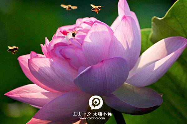 aba手机游戏_手机游戏捕鱼_手机游戏推荐