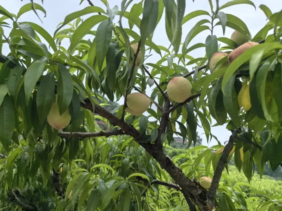 桃游戏攻略_BL手机游戏桃_桃的游戏