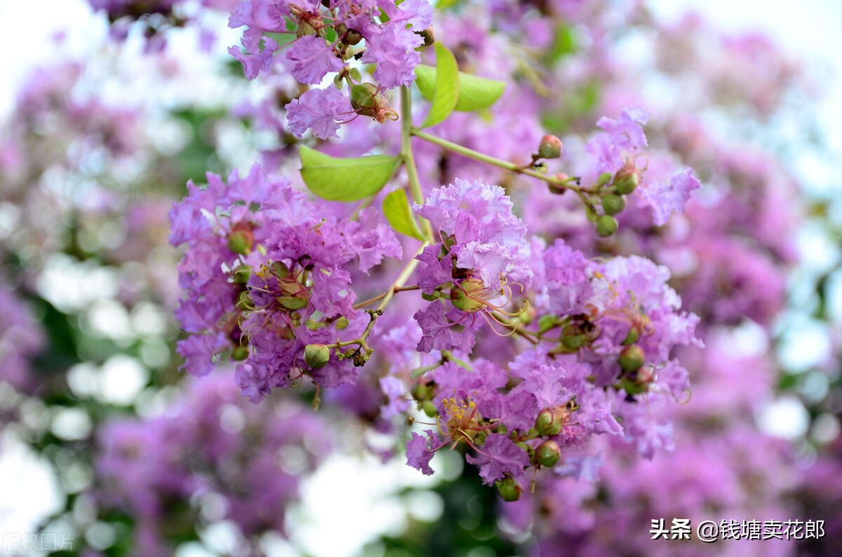 幸运之杖_幸运之杖_幸运之杖