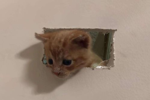 猫猫冲刺准备,高效备考攻略